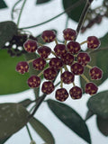 Hoya Nap016