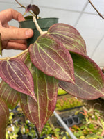 Hoya latifolia