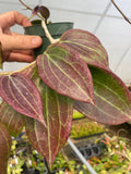 Hoya latifolia