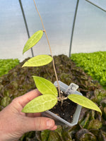 Hoya verticillata