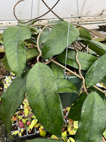 Hoya sp. Singapore