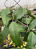 Hoya sp. Singapore