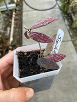 Hoya sigilatis