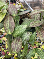 Hoya fitchii