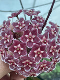 Hoya Pubicalyx Pink Silver Ghost