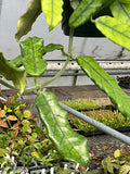 Hoya globulosa