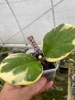 Hoya Daklak Forest