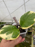 Hoya Daklak Forest