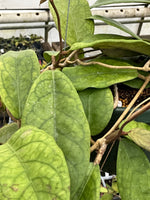 Hoya ranauensis