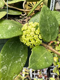 Hoya verticillata parasitical Laos 2