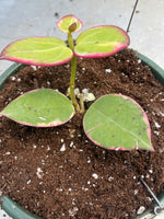 Hoya veryicillata albo