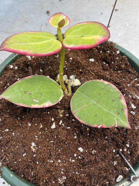Hoya veryicillata albo