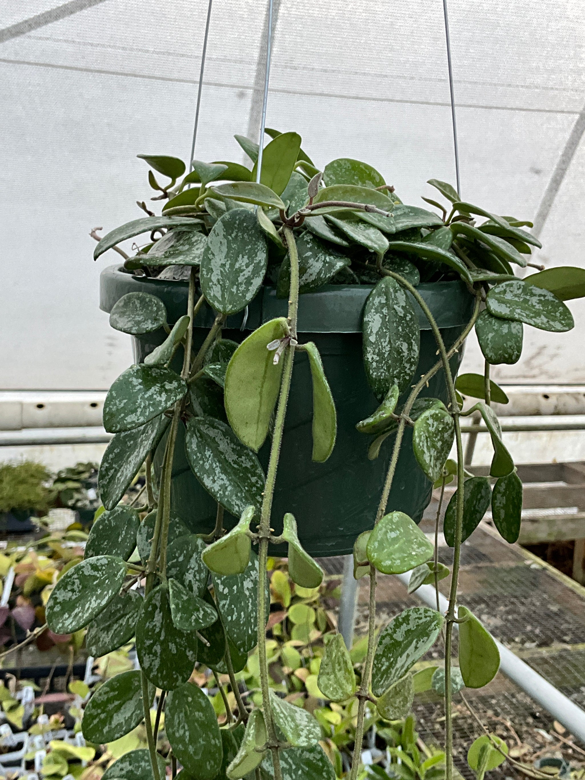 Hoya 'Lima' splash – S&J Farms