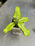 Hoya globulosa