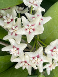 Hoya UT 029