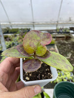 Hoya pubicalyx ‘Polilo Island’