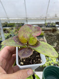 Hoya pubicalyx ‘Polilo Island’
