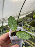 Hoya crassipetiolata silver