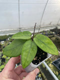 Hoya daysiantha