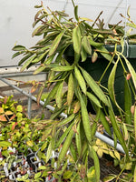 Hoya tsangii albo