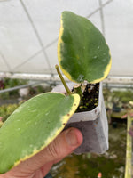 Hoya Daklak Forest