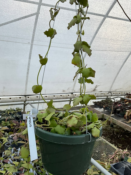 Hoya Endauensis