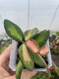 Hoya burtoniae var.