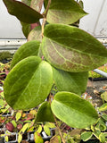 Hoya quinquenervia