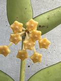 Hoya pandurata Tsiang Silver