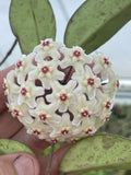 Hoya carnosa Moteskei