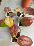 Hoya fuscamarginata
