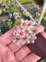 Hoya caudata ‘Sumatra’