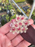 Hoya caudata ‘Sumatra’