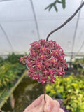 Hoya cv. Nathalie