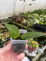 Hoya  Carrii