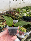 Hoya  Carrii
