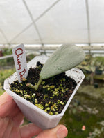 Hoya sp. Chiang Dao Silver