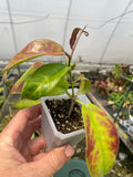 Hoya subcalva