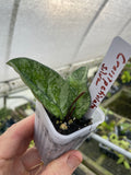 Hoya crassipetiolata silver