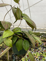 Hoya cv. Nathalie