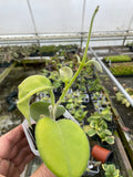 Hoya calycina Stargazer