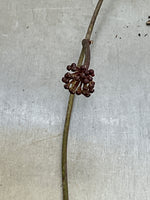 Hoya cominsii