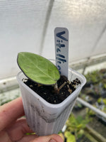 Hoya vitellina (HSL)