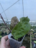 Hoya pentaphlebia