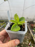 Hoya ‘Ligia’ (RHM-002)