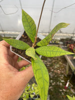 Hoya finlaysonii ‘Nong Nooch’
