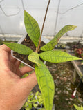 Hoya finlaysonii ‘Nong Nooch’