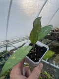 Hoya Griffithii