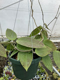 Hoya RHM 14-03
