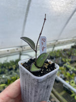 Hoya Rosita